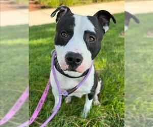 American Pit Bull Terrier Dogs for adoption in Woodland, CA, USA