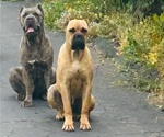 Small Photo #1 Cane Corso Puppy For Sale in OCEANSIDE, CA, USA