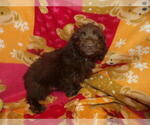 Small #2 Aussie-Poo