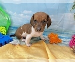Small #15 Dachshund
