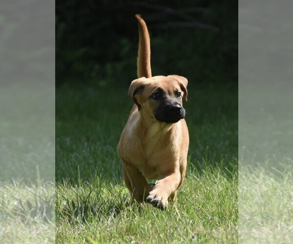 Medium Photo #3 Retriever -Unknown Mix Puppy For Sale in Mechanicsburg, PA, USA