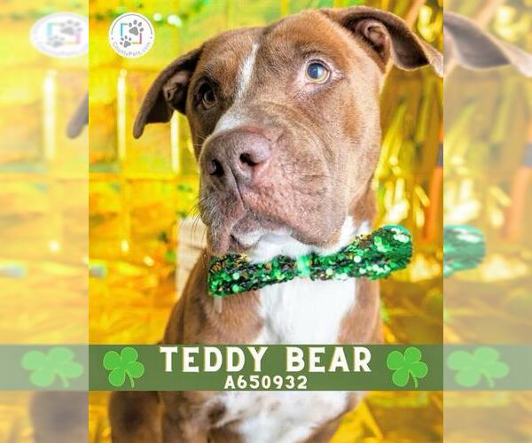 Medium Photo #4 Mutt Puppy For Sale in Houston, TX, USA