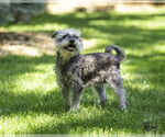 Small Mutt