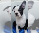 Small #1 Boston Terrier