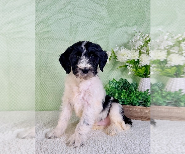 Medium Photo #5 Bernedoodle (Miniature) Puppy For Sale in GREENFIELD, IN, USA