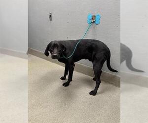 Labrador Retriever-Unknown Mix Dogs for adoption in Las Vegas, NV, USA