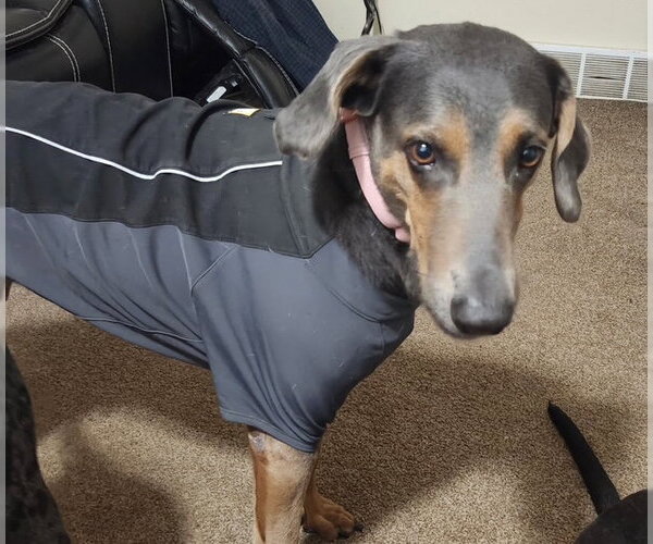 Medium Photo #3 Doberman Pinscher-German Shepherd Dog Mix Puppy For Sale in MIDWAY, UT, USA