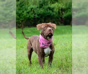 American Pit Bull Terrier Dogs for adoption in Derwood, MD, USA