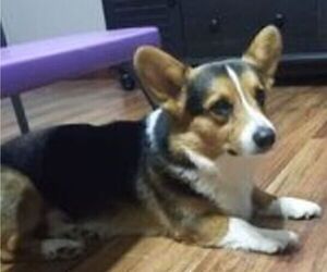 Father of the Pembroke Welsh Corgi puppies born on 05/25/2022