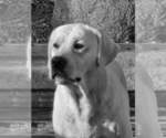 Small #11 Labrador Retriever