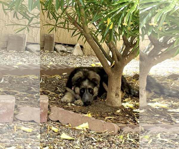 Medium Photo #3 Australian Shepherd-German Shepherd Dog Mix Puppy For Sale in Cave Creek, AZ, USA