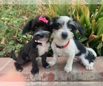 Small Photo #1 Schnoodle (Miniature) Puppy For Sale in RANCHO CALIFORNIA, CA, USA