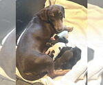 Small #6 Dachshund Mix