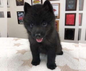 Schipperke Puppy for sale in FORT MADISON, IA, USA