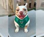 Small #2 French Bulldog