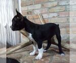 Small #1 Boston Terrier