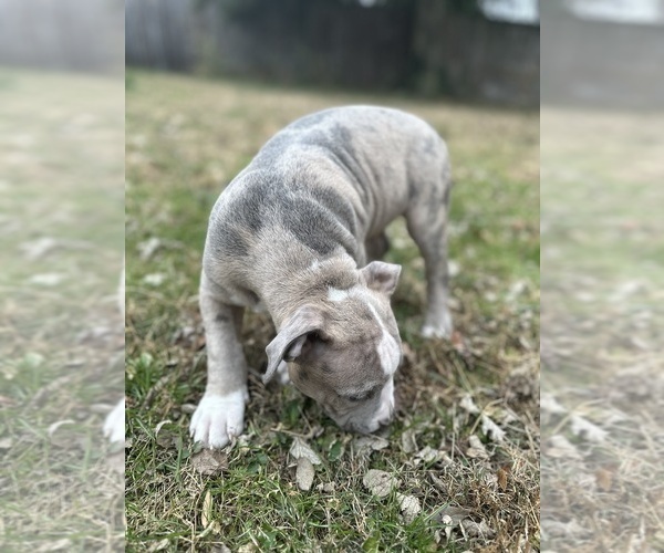 Medium Photo #15 American Bully Puppy For Sale in LANCASTER, PA, USA