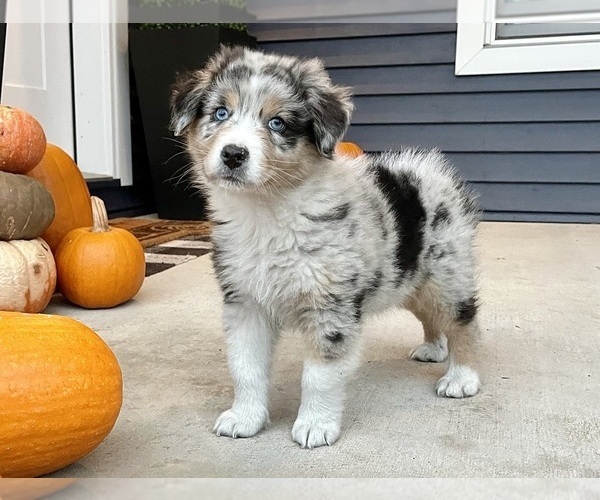 Medium Photo #6 Australian Shepherd Puppy For Sale in LODA, IL, USA