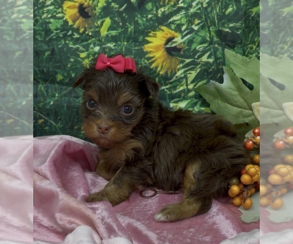 Medium Photo #17 Shorkie Tzu Puppy For Sale in SELLERSBURG, IN, USA