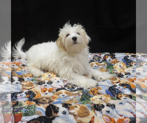 Medium Photo #3 Maltipoo (Miniature) Puppy For Sale in PATERSON, NJ, USA