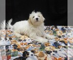 Saxen - Female Maltipoo (Miniature) Puppy for Sale - Photo #3