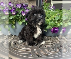 YorkiePoo Puppy for sale in NOBLESVILLE, IN, USA