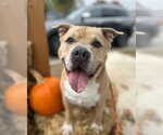 Small Photo #4 Staffordshire Bull Terrier-Unknown Mix Puppy For Sale in FRAMINGHAM, MA, USA