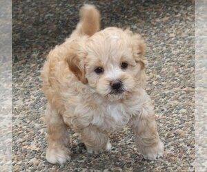 Cavapoo Puppy for sale in TUALATIN, OR, USA
