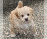 Small Photo #1 Cavapoo Puppy For Sale in TUALATIN, OR, USA