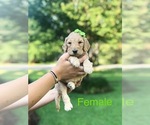 Small Photo #7 Goldendoodle-Poodle (Standard) Mix Puppy For Sale in PINEVILLE, LA, USA