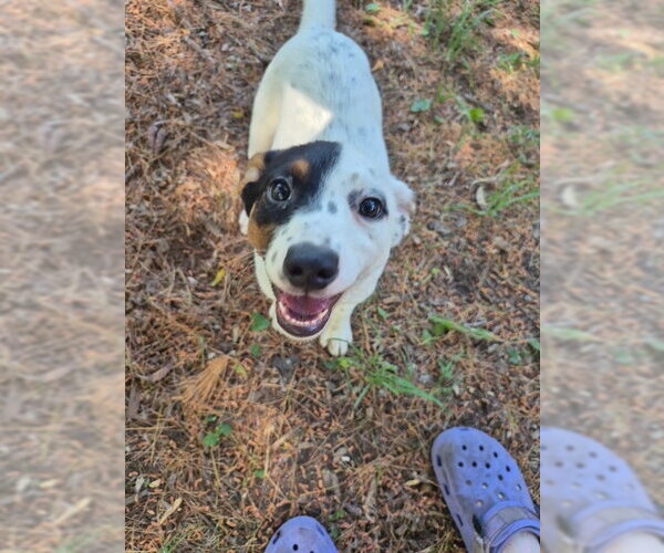 Medium Photo #3 Australian Shepherd-Unknown Mix Puppy For Sale in Techny, IL, USA