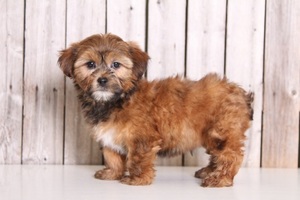 Shorkie Tzu Puppy for sale in MOUNT VERNON, OH, USA