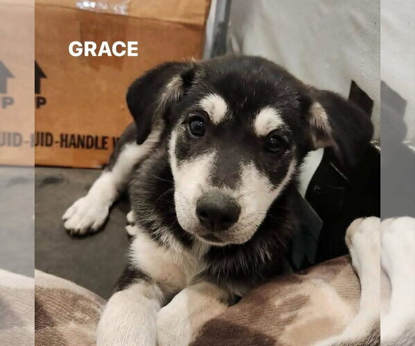 Medium Photo #1 Gerberian Shepsky Puppy For Sale in New London, WI, USA