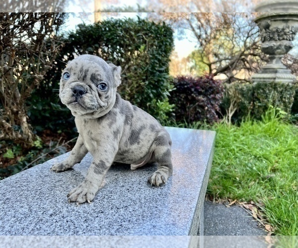 Medium Photo #155 French Bulldog Puppy For Sale in HAYWARD, CA, USA