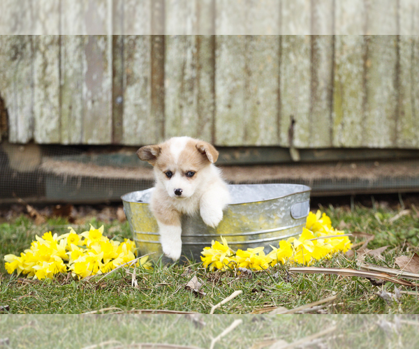Medium Photo #10 Pembroke Welsh Corgi Puppy For Sale in ELKTON, KY, USA