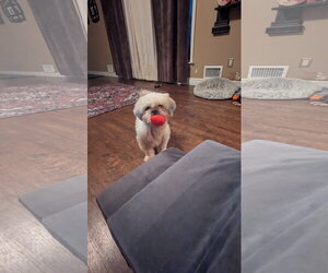 Eva - Female Shih Tzu-Unknown Mix Dog for Adoption - Photo #3