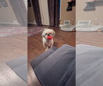 Small Photo #3 Shih Tzu-Unknown Mix Puppy For Sale in Morganville, NJ, USA