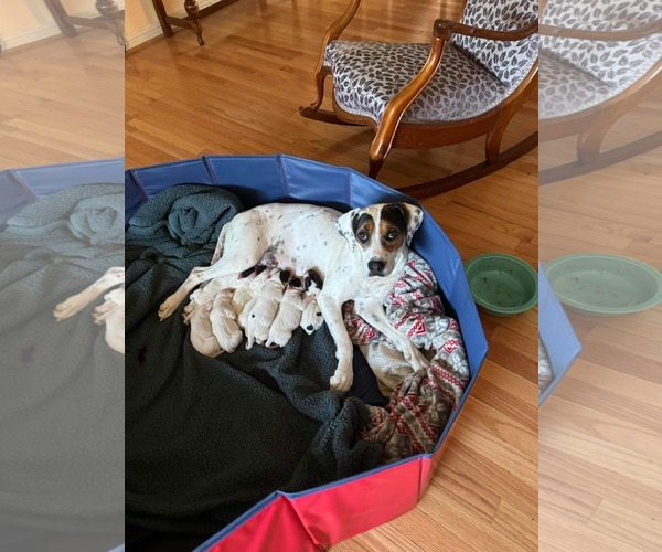 Medium Photo #11 Beagle-Unknown Mix Puppy For Sale in Hinton, WV, USA