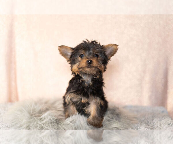 Medium Photo #7 YorkiePoo Puppy For Sale in NAPPANEE, IN, USA