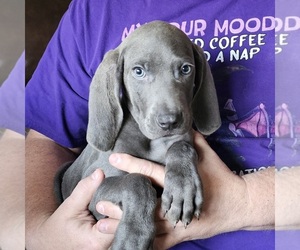 Mastiff Puppy for sale in BERESFORD, SD, USA