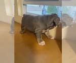Small Photo #5 English Bulldog Puppy For Sale in SANTA CLARITA, CA, USA