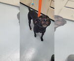 Small Labrador Retriever