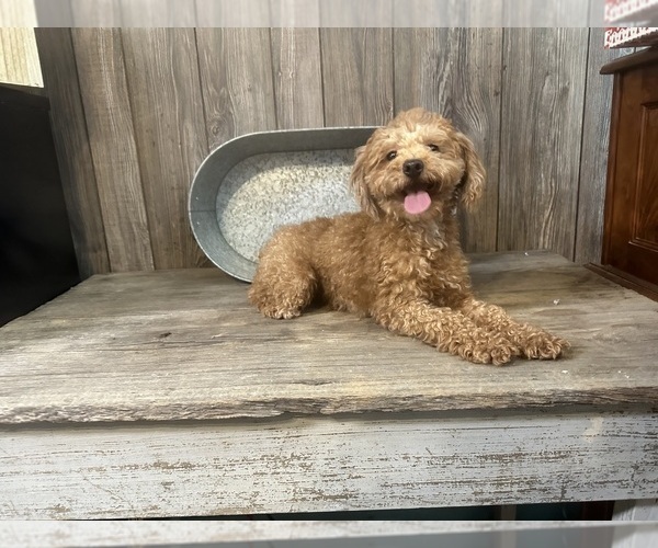 Medium Photo #1 ShihPoo Puppy For Sale in HARDY, AR, USA
