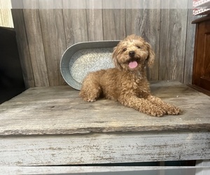 Father of the ShihPoo puppies born on 10/02/2024