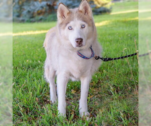 Medium Photo #2 Siberian Husky Puppy For Sale in Omaha, NE, USA