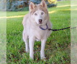 Small #1 Siberian Husky