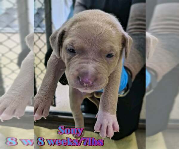 Medium Photo #1 Mutt Puppy For Sale in Woodbury, NY, USA