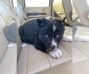Akita-Siberian Husky Mix Puppy for sale in BLACK FOREST, CO, USA