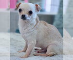 Small #4 Chihuahua