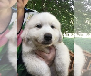 Great Pyrenees Puppy for sale in EL DORADO, KS, USA